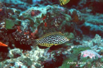 UW205-11 (leopard wrasse)Andre Seale